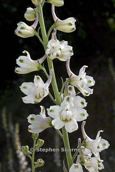 delphinium hansenii ssp hansenii 9 graphic